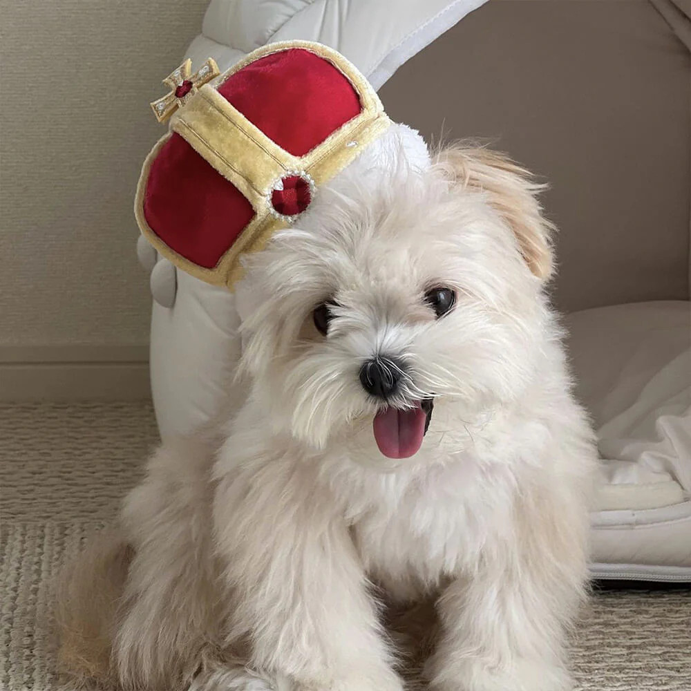 Jewel Crown Necklace Shape Squeaker Teeth Cleaning Plush Dog Toy, Crown | FunnyFuzzy Affiliate Program