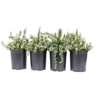 #1 Container Creeping Rosemary Plants (4-Pack) | The Home Depot