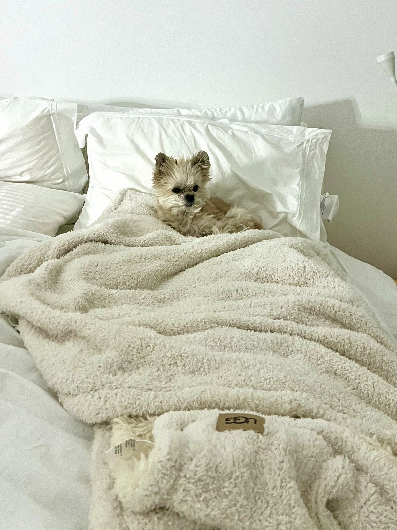 It’s officially cozy blanket season 😍 These throw blankets from Ugg are perfect to snuggle up with and make great holiday gifts! ❤️

#LTKHome #LTKHoliday #LTKGiftGuide