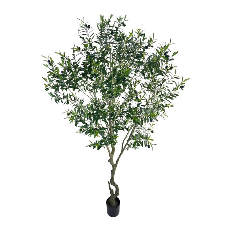 Tikwel 47'' Olive Tree Plant | Wayfair | Wayfair North America