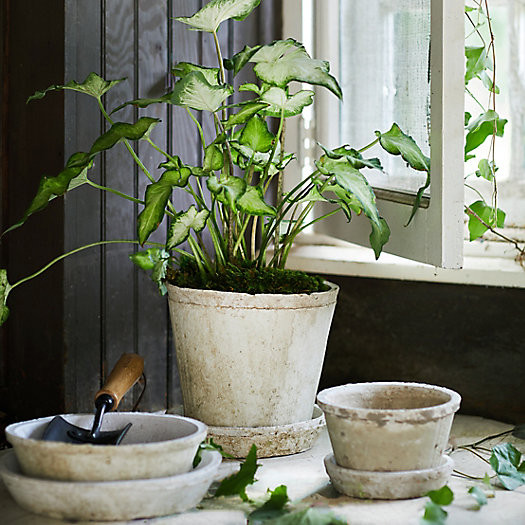 Earth Fired Clay Pot + Saucer, Set of 3 | Terrain