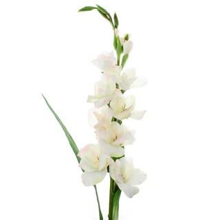 12 Pack: White Gladiolus Stem by Ashland® | Michaels | Michaels Stores
