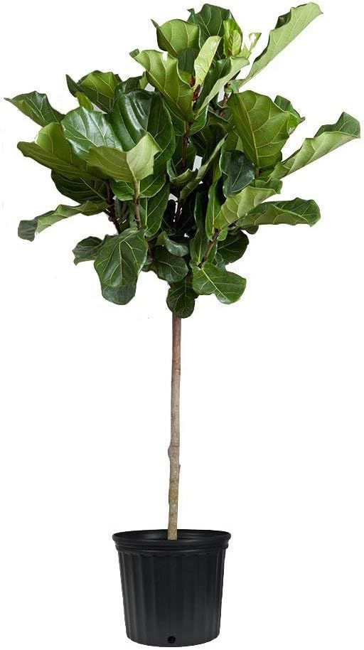Fiddle Leaf Fig Live Tree - Ficus Lyrata - Beautiful Florist Quality Indoor Houseplant | Amazon (US)