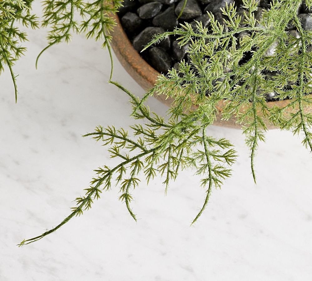 Faux Asparagus Fern | Pottery Barn (US)