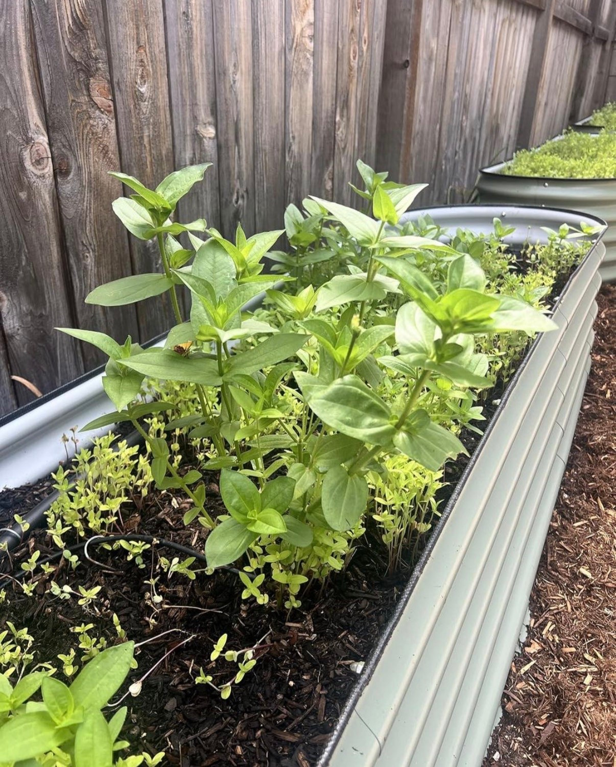 I’ve been planning out what I want to grow in these Vego beds this season and I’m getting so excited about it 🌷🌸 Can’t wait to start planting everything!!

#LTKSaleAlert #LTKSeasonal #LTKHome
