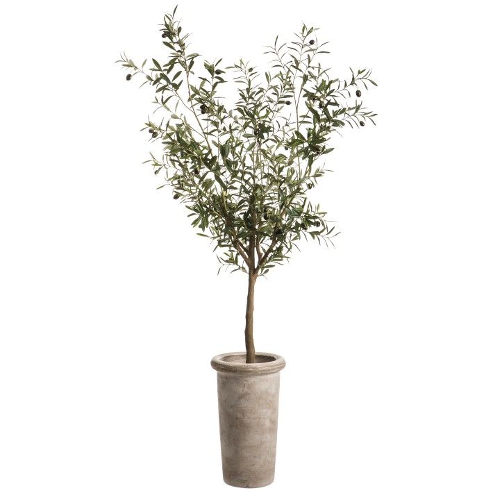 Faux Olive Tree in Cement Planter, 6'-8' | Williams-Sonoma