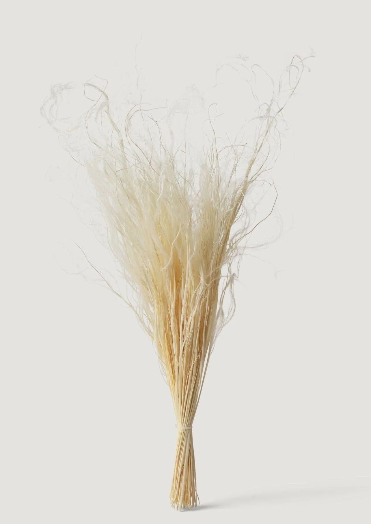 Cream Dried Feather Grass Bundle - 19-22" | Afloral