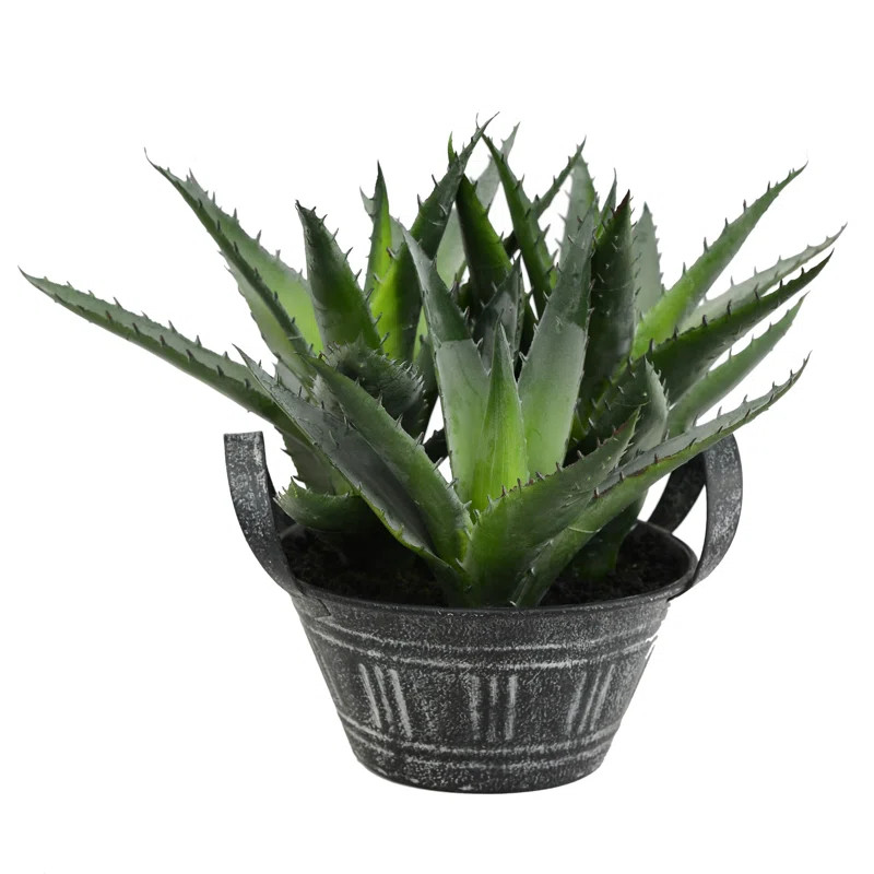Succulent in Pot | Wayfair North America
