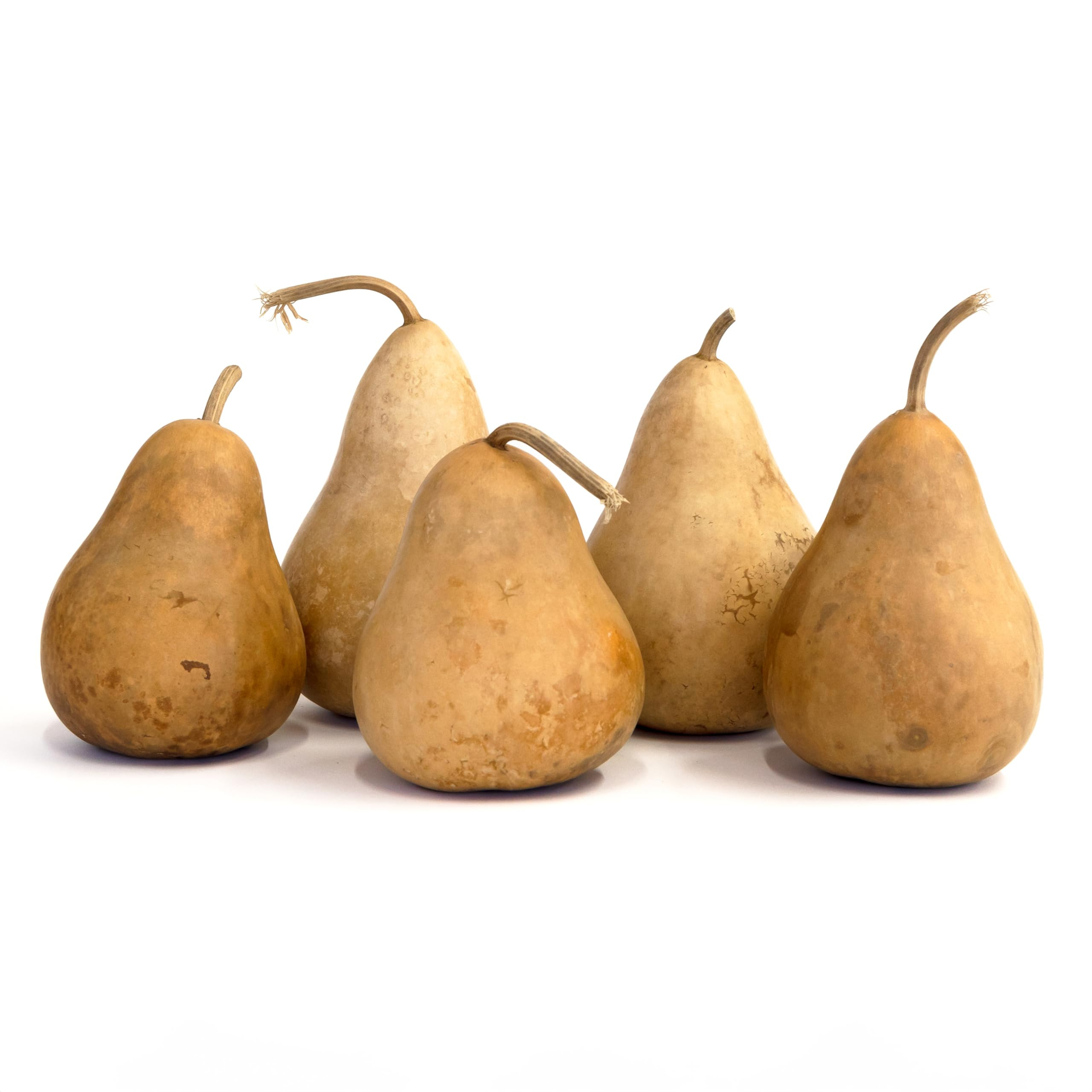 Box of 5 Dried Martin Gourds - 4 Inches in Diameter, Natural Dried Gourds for Crafts, Gourd Art, ... | Amazon (US)