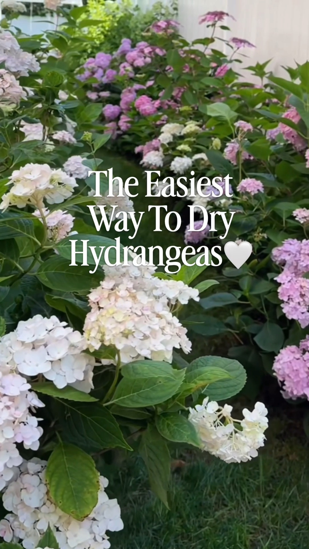 How to dry hydrangeas at home 🍂 One of my favorite ways to preserve hydrangeas from the garden and use them in my home all fall.

The trick is waiting until the hydrangea blooms are mature and starting to feel a little papery before cutting them. Remove the leaves, place them in a vase and leave them alone. After a few weeks, once the petals are completely dry and crisp, I give them a light coat of hairspray to help prevent shedding.

Such an easy way to turn your summer hydrangeas into dried hydrangea arrangements and fall decor — for free. 🤎

Save this for when your hydrangeas start fading!

#HowToDryHydrangeas #DriedHydrangeas #HydrangeaTips #FallDecor #GardenTips

#LTKHome #LTKSeasonal #LTKmomlife