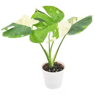 Arcadia Garden Products 4 in. Monstera Thai Constellation Plant in White Plastic Pot Cover LV70 -... | The Home Depot