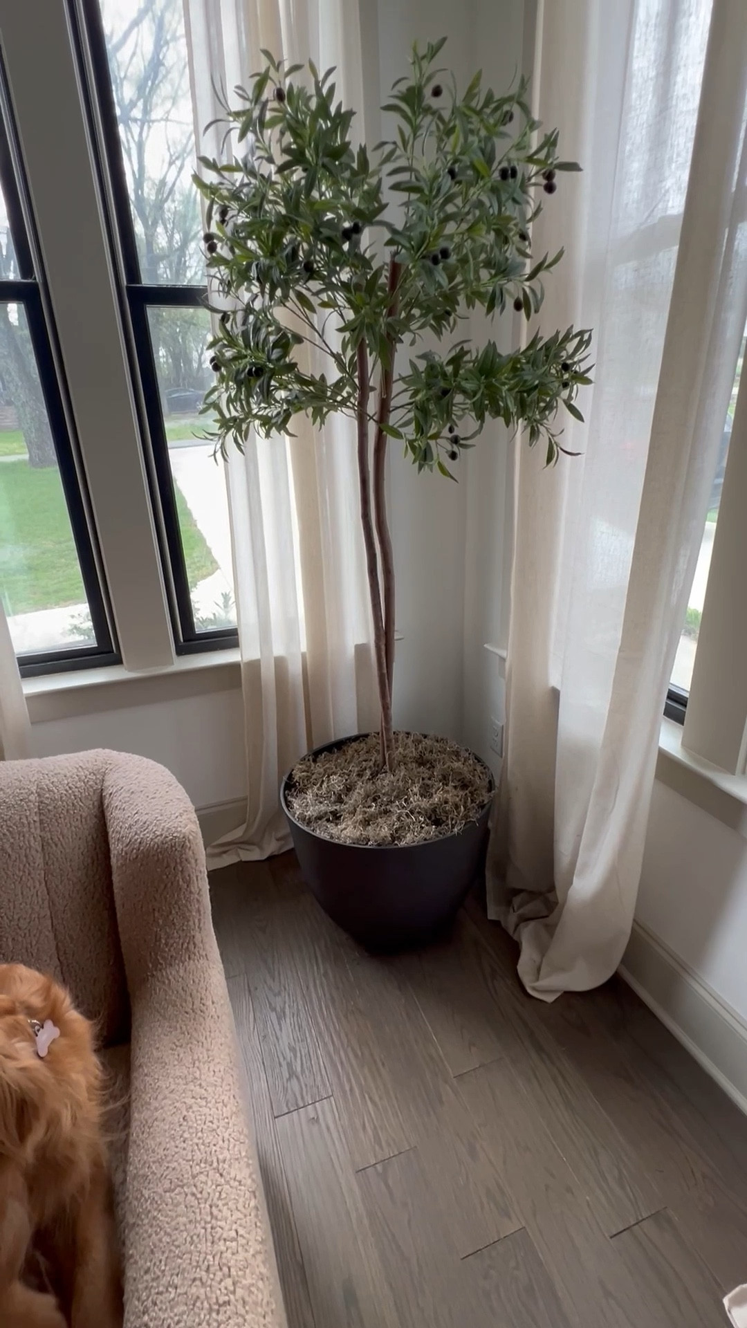 Olive tree DIY!

#LTKHome #LTKSeasonal #LTKSaleAlert