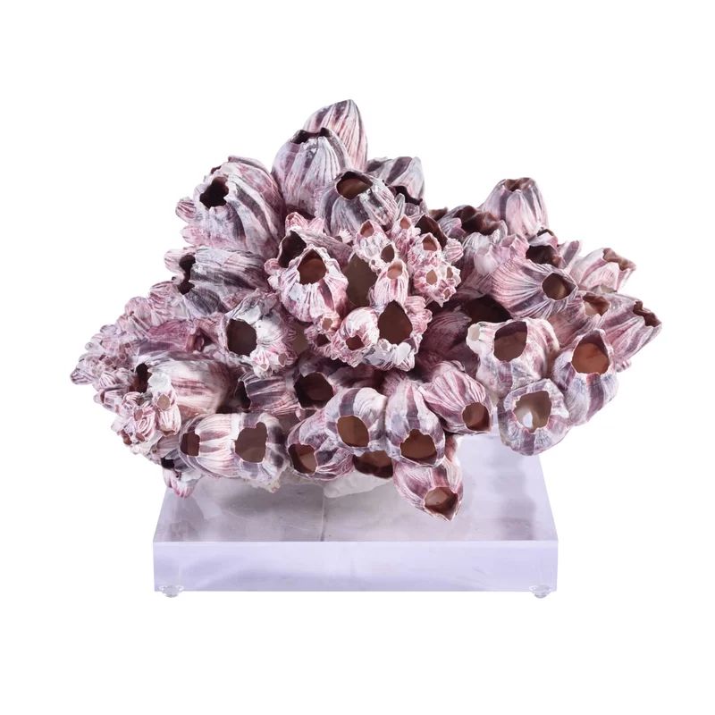 Barnacle Coral on Acrylic Base Figurine | Wayfair Professional