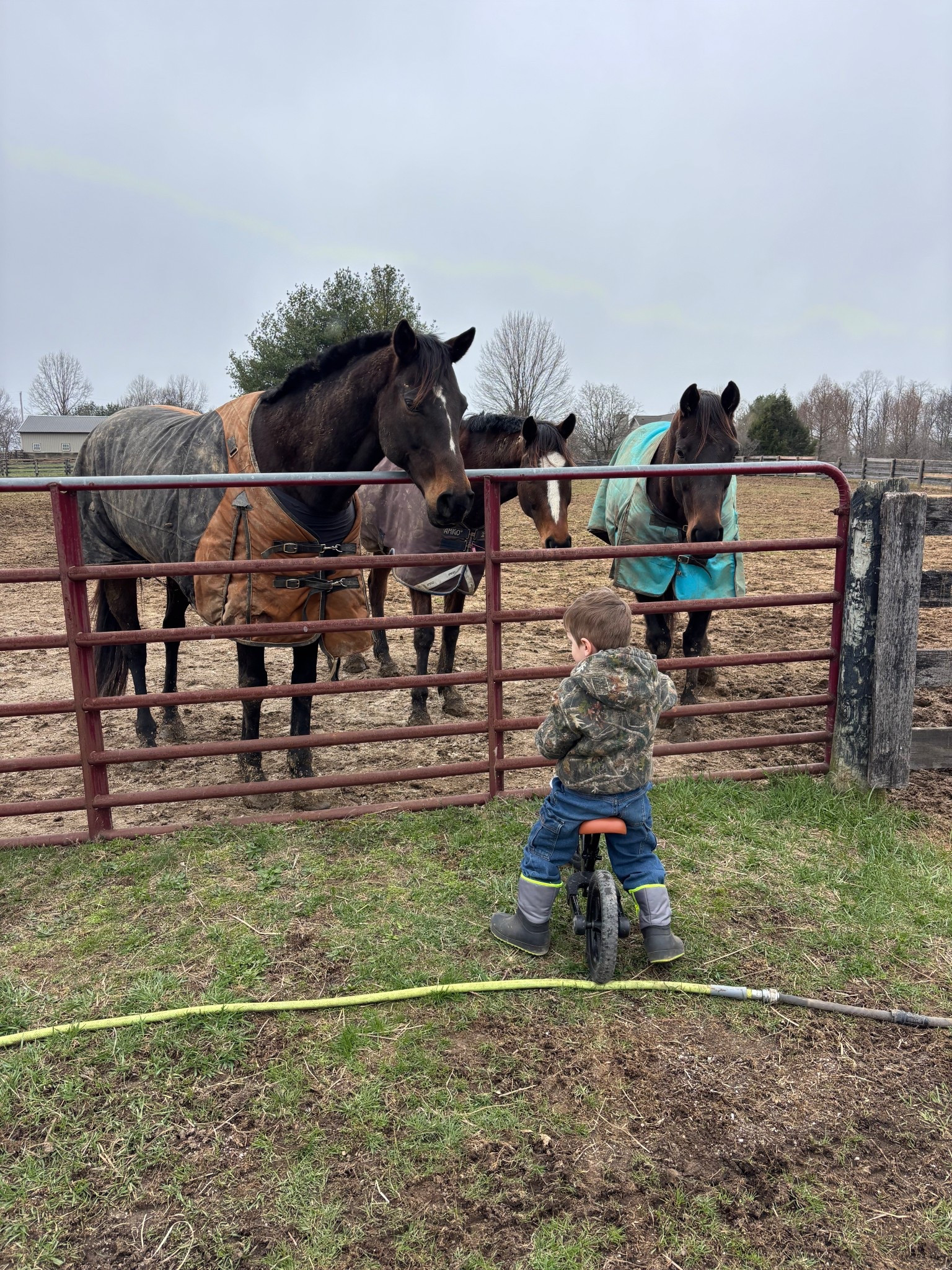 Vinny, Reggie, and Leo were VERY curious about the balance bike! 😂 we love the bay boys ♥️

#LTKmomlife #LTKKids #LTKdayinmylife