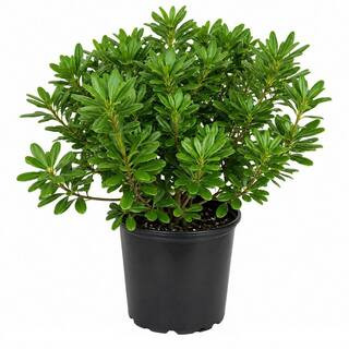 2.5 Gal. Green Pittosporum (Japanese Mock Orange) Evergreen Shrub with Glossy Green Foliage and F... | The Home Depot