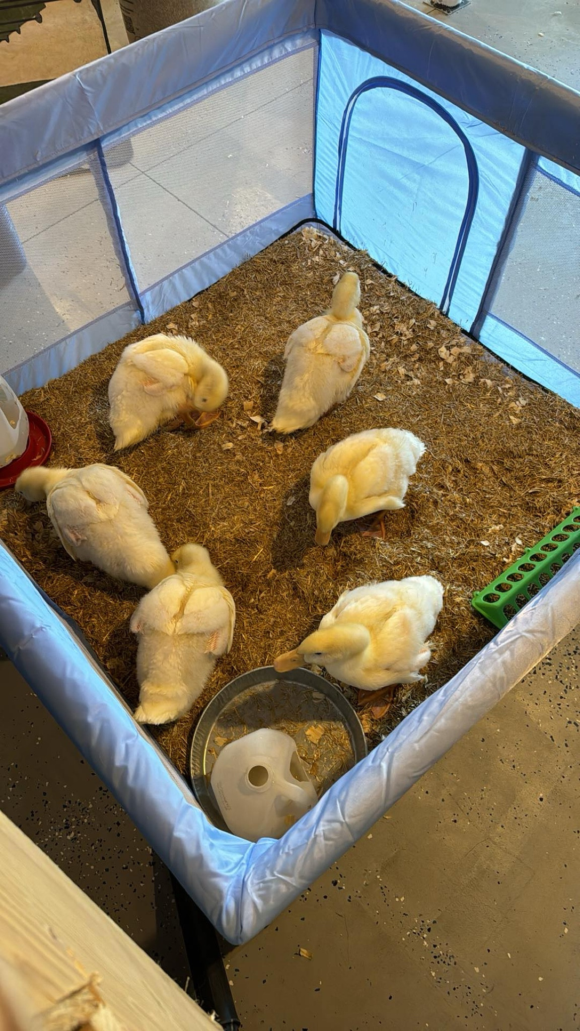 Love this playpen for my ducks!

#LTKbaby #LTKsalealert #LTKfindsunder100