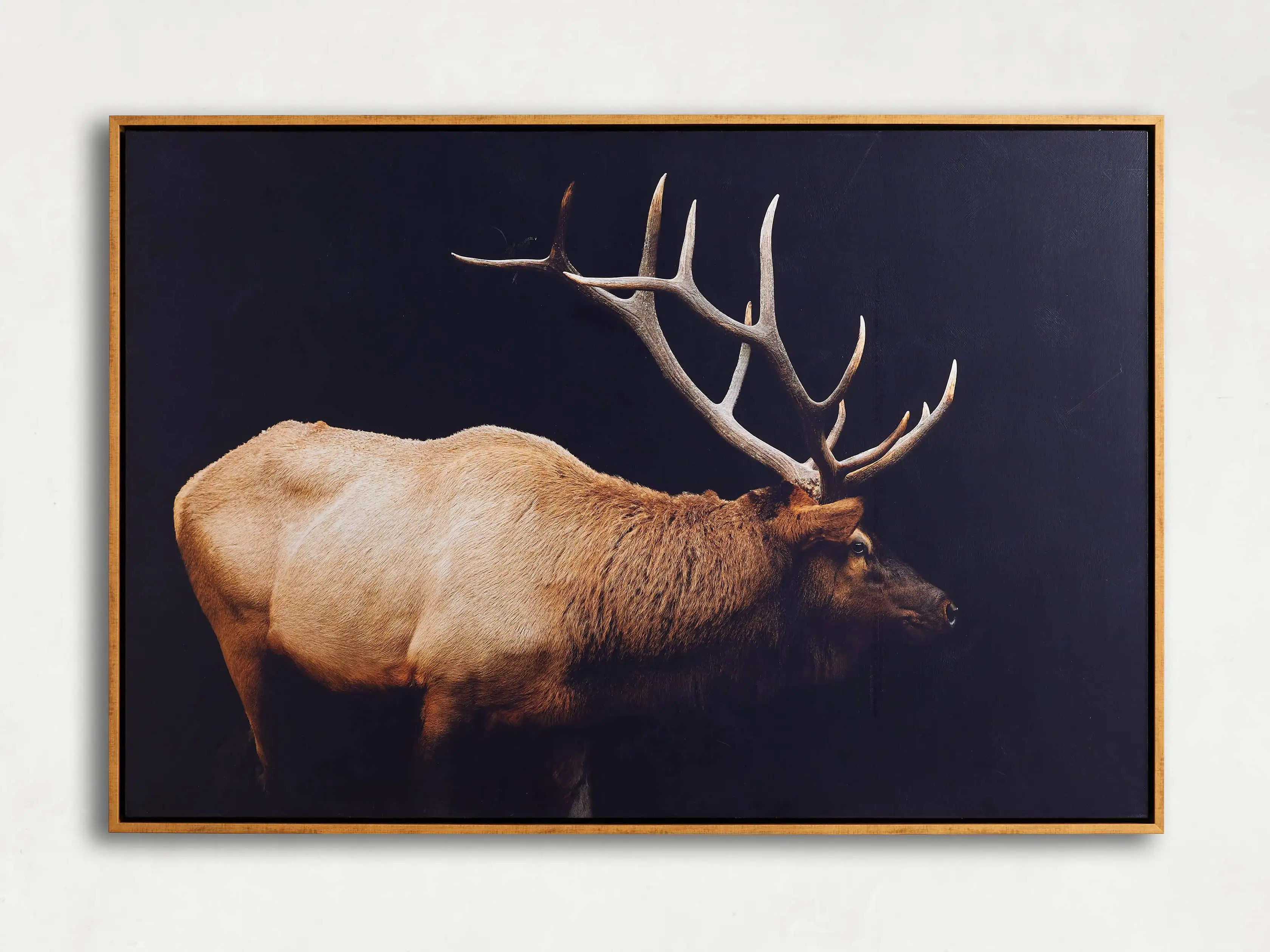 Caribou Framed Print | Arhaus