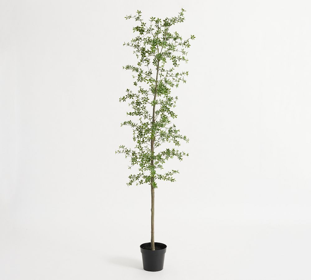 Faux Black Olive Tree | Pottery Barn (US)