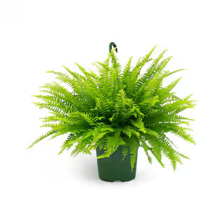 Pure Beauty Farms 2.5 Qt. Boston Fern Plant in 8 In. Hanging Basket DC8HBFERN - The Home Depot | The Home Depot