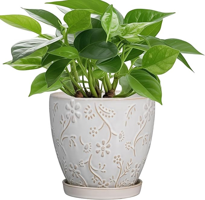 6 Inch Ceramic Plant Pot for Indoor Plants Outdoor Round Planter Flower Pot with Drainage Hole an... | Amazon (US)