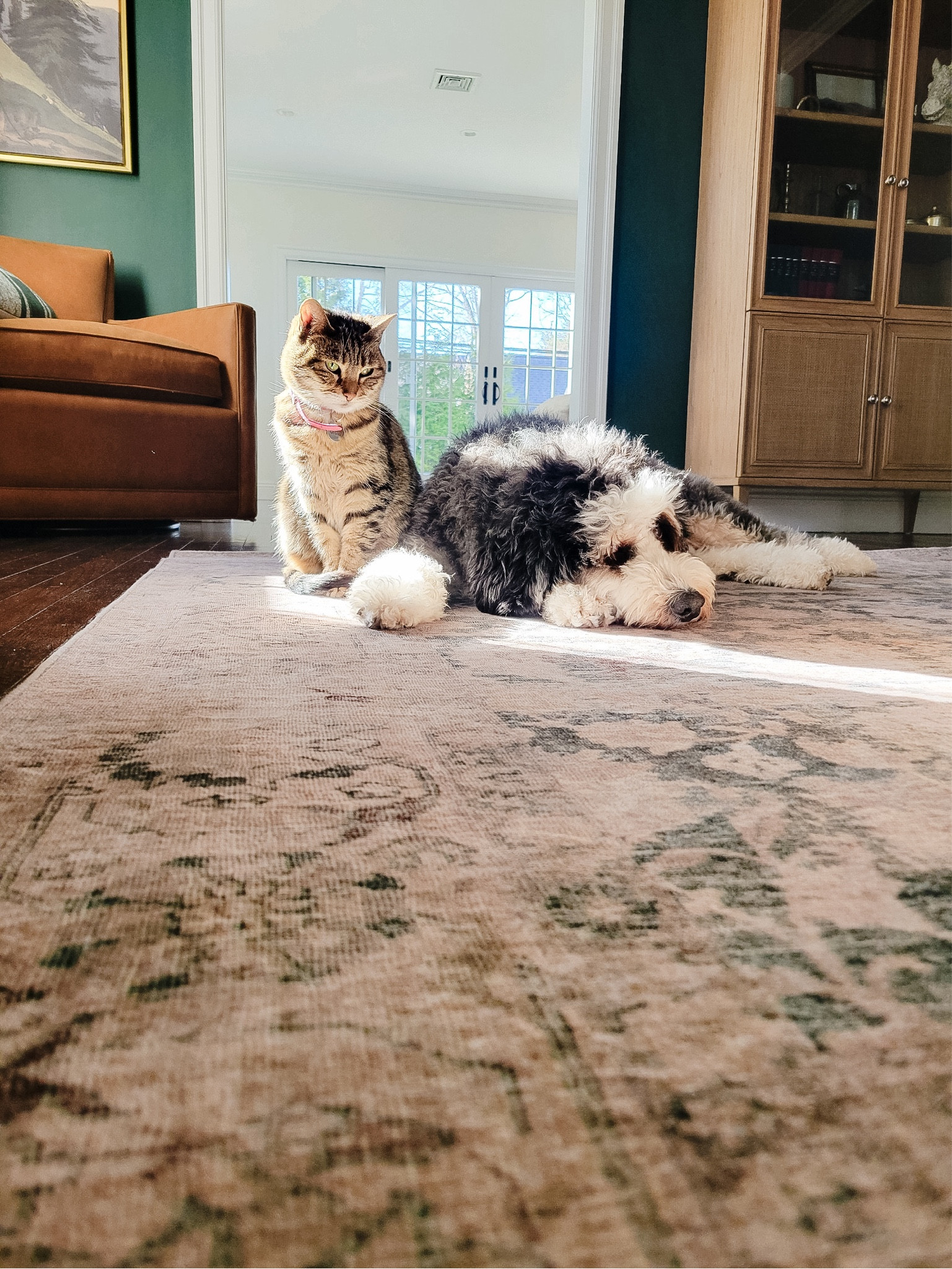 Affordable carpet for my dark green living room.  

#LTKhome