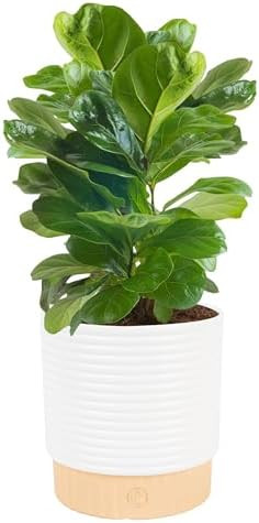 Costa Farms Baby Fiddle Leaf Fig Live Plant in Decorative Pot, Indoor Houseplant, Perfect for Hom... | Amazon (US)