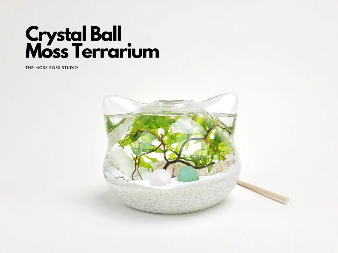 Big Cat Mini Crystal Ball Moss Terrarium DIY Craft Kit for Office Desk Accessories Indoor Plant G... | Etsy (US)