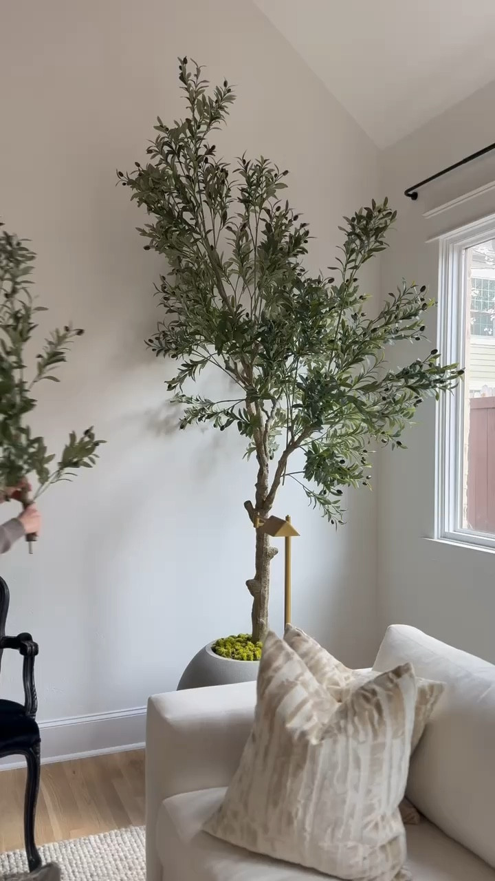I’m obsessed with this beautiful olive tree that’s 10’ tall and looks so good in person! I completed the look with a planter, moss, and an uplight and I get so many compliments on it! 🥰

Amazon, Rug, Home, Console, Amazon Home, Amazon Find, Look for Less, Living Room, Bedroom, Dining, Kitchen, Modern, Restoration Hardware, Arhaus, Pottery Barn, Target, Style, Home Decor, Summer, Fall, New Arrivals, CB2, Anthropologie, Urban Outfitters, Inspo, Inspired, West Elm, Console, Coffee Table, Chair, Pendant, Light, Light fixture, Chandelier, Outdoor, Patio, Porch, Designer, Lookalike, Art, Rattan, Cane, Woven, Mirror, Luxury, Faux Plant, Tree, Frame, Nightstand, Throw, Shelving, Cabinet, End, Ottoman, Table, Moss, Bowl, Candle, Curtains, Drapes, Window, King, Queen, Dining Table, Barstools, Counter Stools, Charcuterie Board, Serving, Rustic, Bedding, Hosting, Vanity, Powder Bath, Lamp, Set, Bench, Ottoman, Faucet, Sofa, Sectional, Crate and Barrel, Neutral, Monochrome, Abstract, Print, Marble, Burl, Oak, Brass, Linen, Upholstered, Slipcover, Olive, Sale, Fluted, Velvet, Credenza, Sideboard, Buffet, Budget Friendly, Affordable, Texture, Vase, Boucle, Stool, Office, Canopy, Frame, Minimalist, MCM, Bedding, Duvet, Looks for Less

#LTKSeasonal #LTKHome #LTKStyleTip