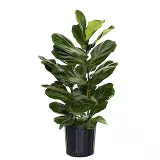 Fiddle Leaf Fig Ficus Lyrata Live Houseplant in 9.25 inch Grower Pot | The Home Depot