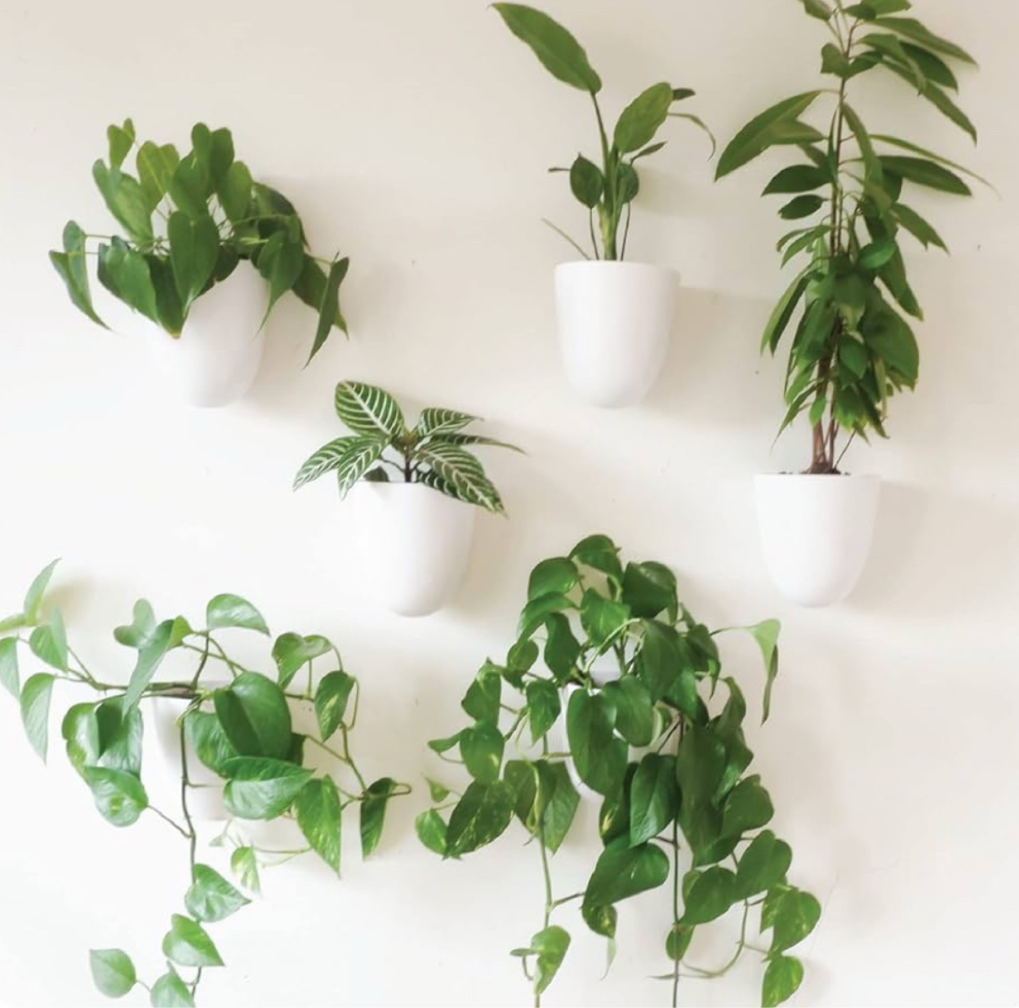 Elevate your space with these stylish wall planters. Their minimalist design seamlessly blends with modern decor, making them perfect for adding a touch of greenery to any room. Ideal for small spaces, they bring freshness and elegance to your home.


#LTKHome
