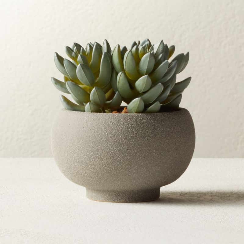 Potted Faux Succulents 4.25" + Reviews | CB2 | CB2