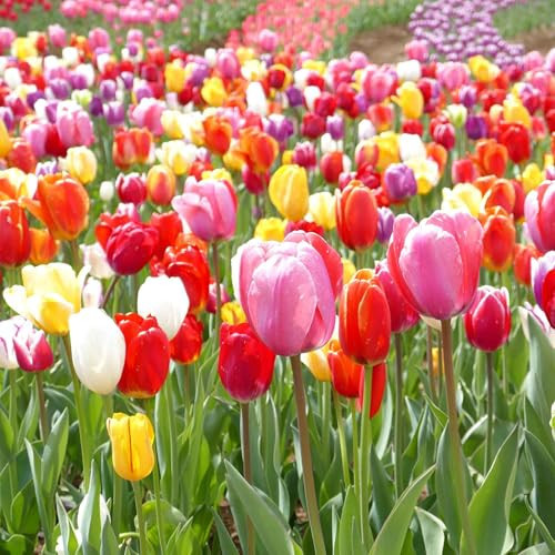 Eden Brothers Tulip Bulbs, Landscaper Mix, 100 Bulbs | Perennial Flowers, Spring or Fall Planted, Full Sun, Indoor Forcing or Outdoor Planting, Easy-to-Grow | Zones 3, 4, 5, 6, 7, 8 | Amazon (US)