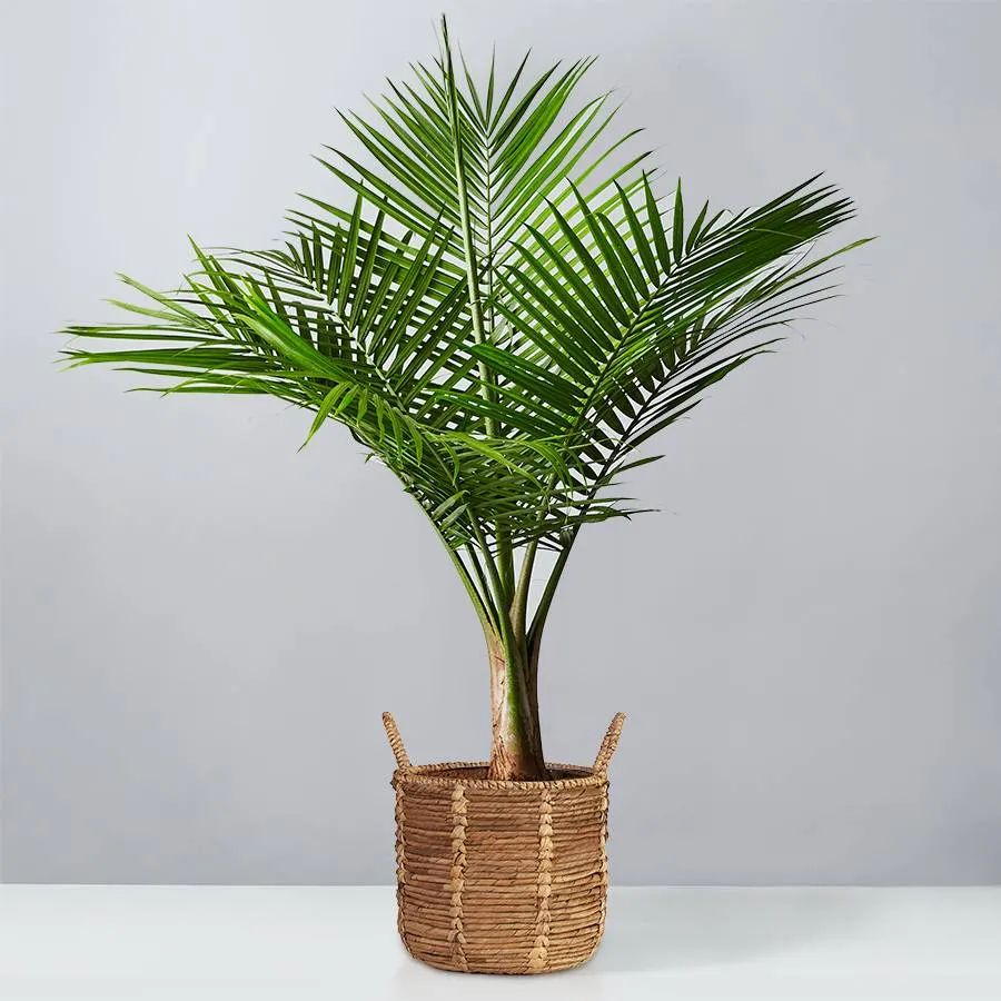 Majesty Palm Floor Plant | plants.com