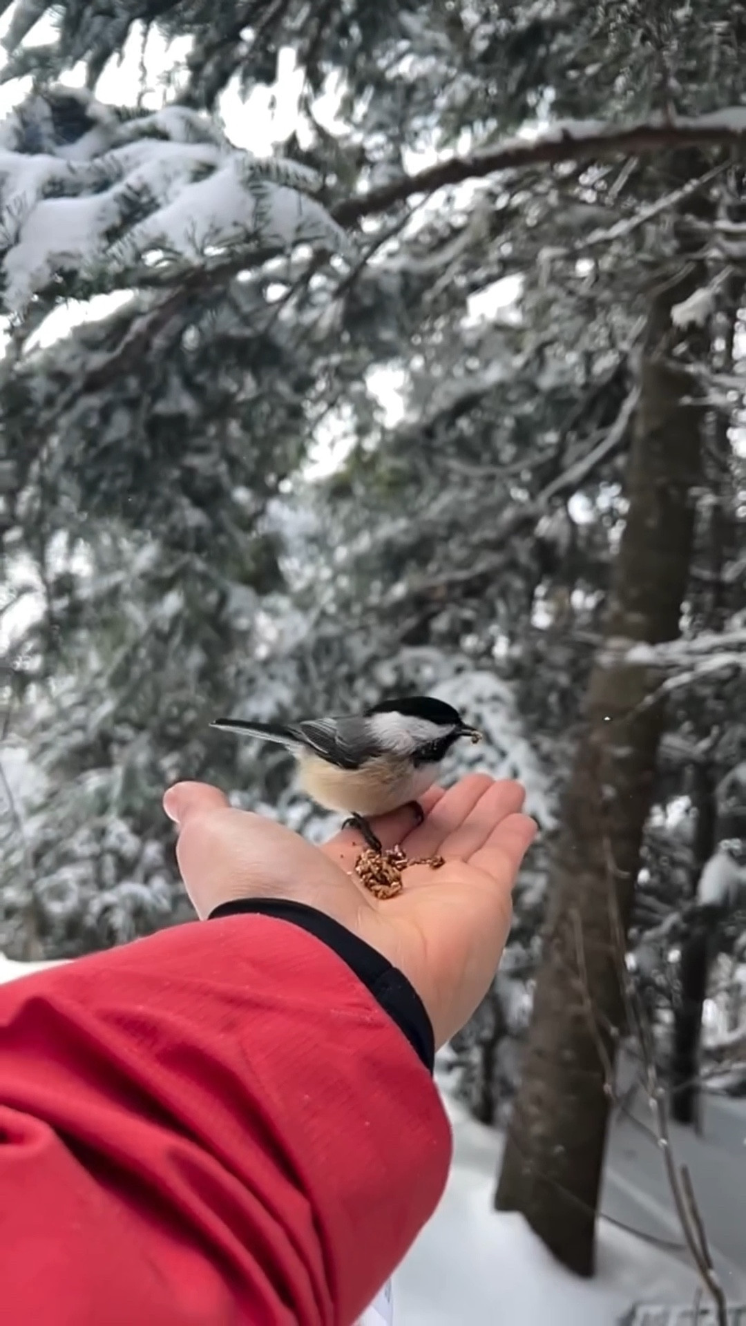 Did you know there’s a mountain in New Hampshire that has a “bird sanctuary” at the top, where you can go and birds will fly onto your hands to feed ? 

If you’re going to come feed them, please try to bring a natural food… like actual bird seed. I had my Purely Elizabeth granola with me and the birds were loving it!

This was such a fun, special experience 🥹

#LTKActive #LTKvlog #LTKfoodie
