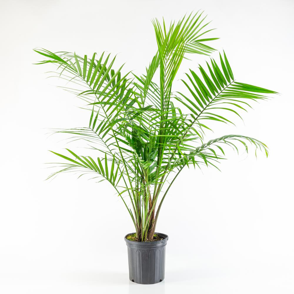 national PLANT NETWORK 2.5 Qt. Majesty Palm Ravenea Plant in Grower Pot | The Home Depot