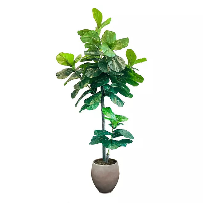 Faux 8' Fig Tree in Oversized Ceramic Pot | Sam's Club