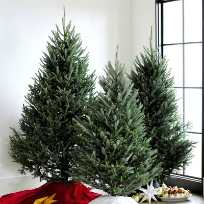 Live Blue Ridge Mountain Christmas Tree, 3'-9' | Williams-Sonoma