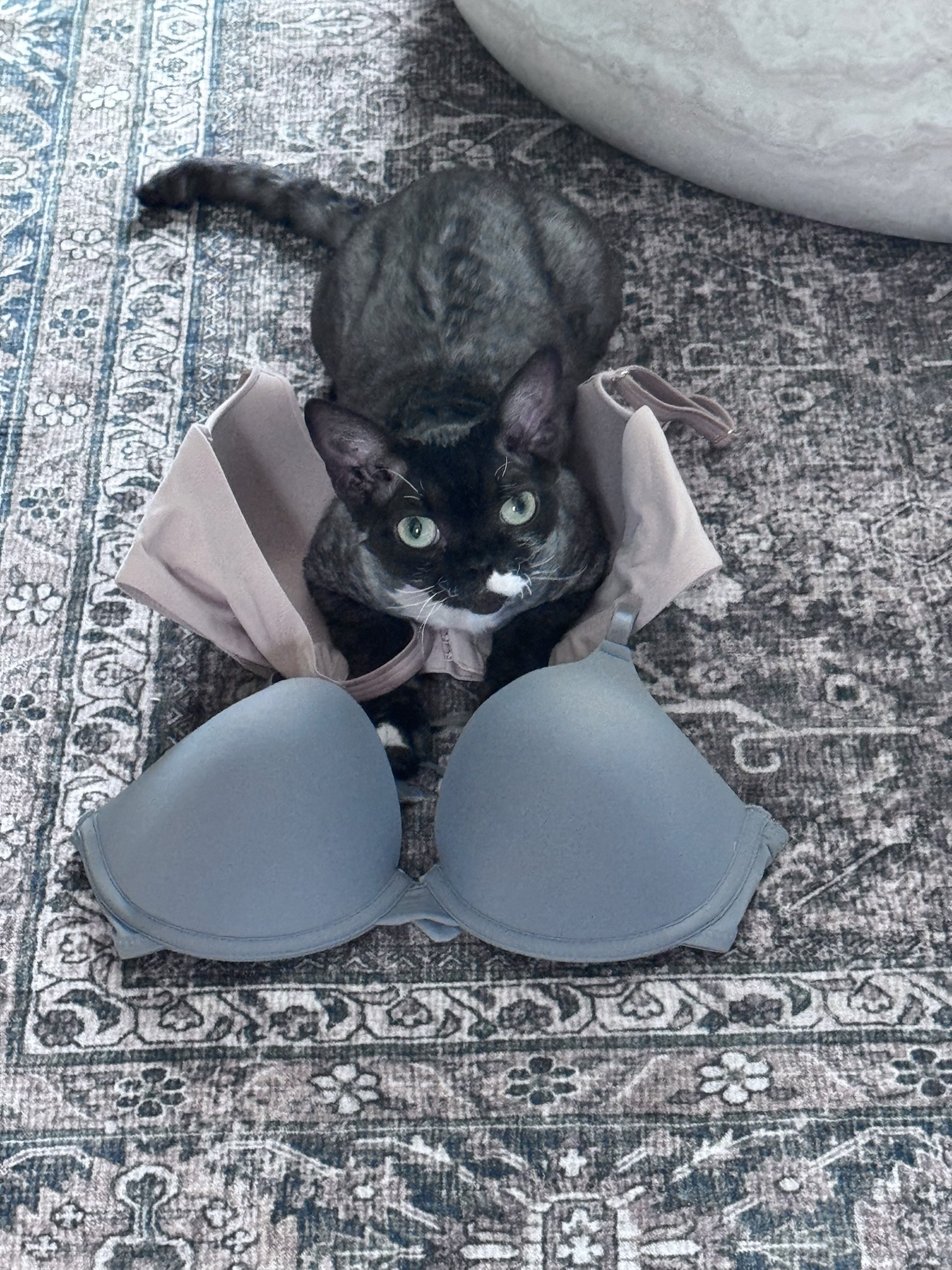 The best bras I have found and you can’t beat the price of them! 

#walmartfinds #walmartfashion #bestbras #affordablefashion




#LTKFindsUnder50 #LTKSaleAlert #LTKStyleTip