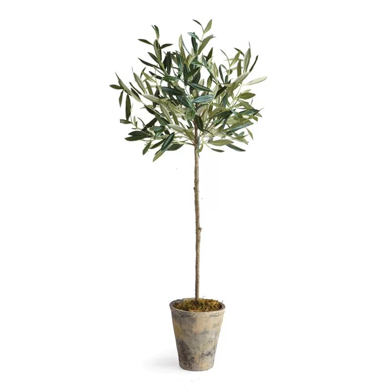 Olive Tree in Round Ceramic Pot | Wayfair North America