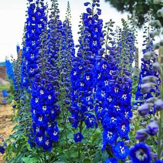 Spring Hill Nurseries Cobalt Dreams Delphinium Live Bareroot Perennial Plant Flowers Blue (1-Pack... | The Home Depot