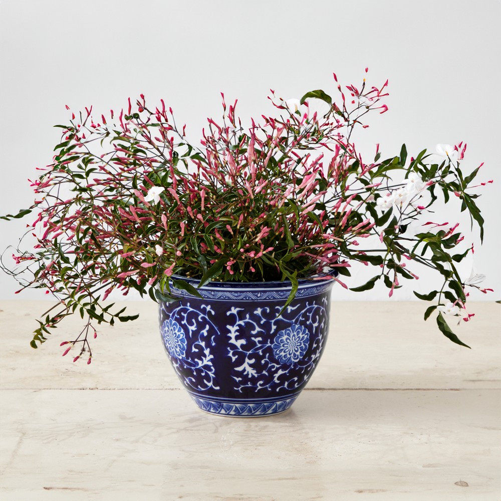 Blue & White Ceramic Planter, Extra Small | Williams-Sonoma