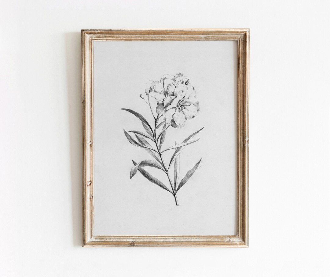 Floral Sketch Vintage Botanical Illustration Black and White Pencil Art Minimal Flower Digital Do... | Etsy (US)