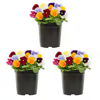 2 Qt. Pansy Multi-Color Clear Mix Annual Plant (3-Pack) | The Home Depot