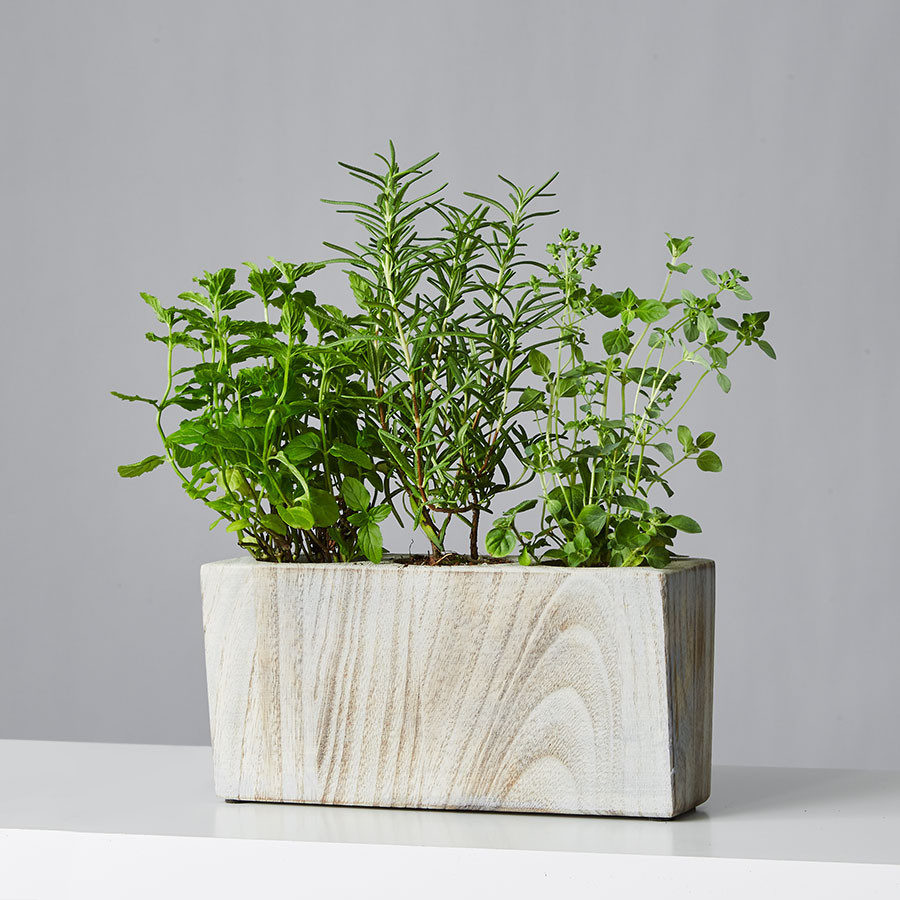Mini Herb Garden Trio: Mint, Oregano, Rosemary | plants.com