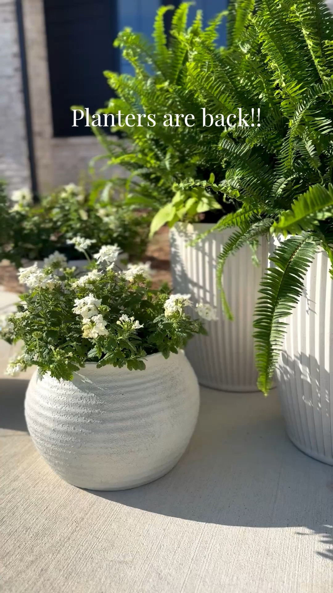 My favorite planters are back in stock!! Run 🚨 I love mixing all the sizes! 

#LTKSeasonal #LTKHome