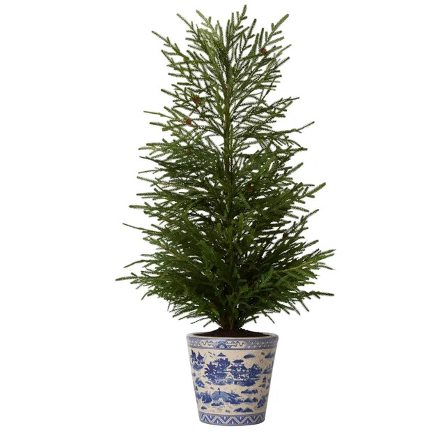 Faux Norfolk Pine Tree in Chinoiserie Planter - Large
                  
 {"averageRating":"0","r... | Cailini Coastal