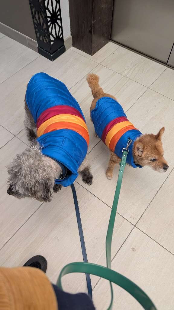 even the dogs are styling for winter 

 #LTKootd #LTKHome #LTKFindsUnder50