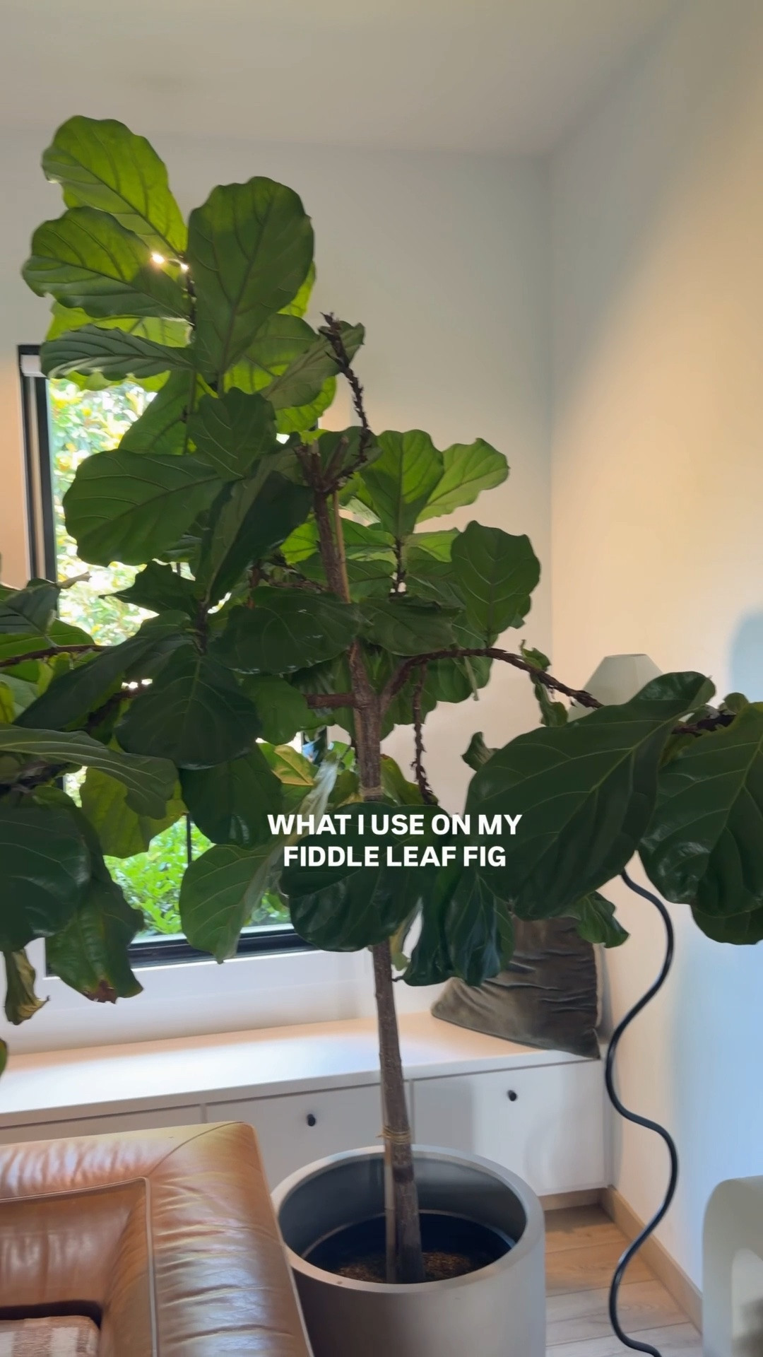I use that liquid every time I water my fiddle leaf fig. I just use about a tablespoon. I only water it every two weeks. Every two weeks I turn the plant. I add the plant food to the dirt about every 4 to 6 months. I just sprinkle a little bit on the top and scrape it into the dirt. Adding a grow light has helped significantly with the growth on the top of the plant. Then I will wipe down the leaves and spray that polish. I haven’t done in a while and I’m due for it! And mind you, I have a black thumb! So if I can do this, you can😅😅￼

#LTKdayinmylife #LTKHome #LTKstorytime