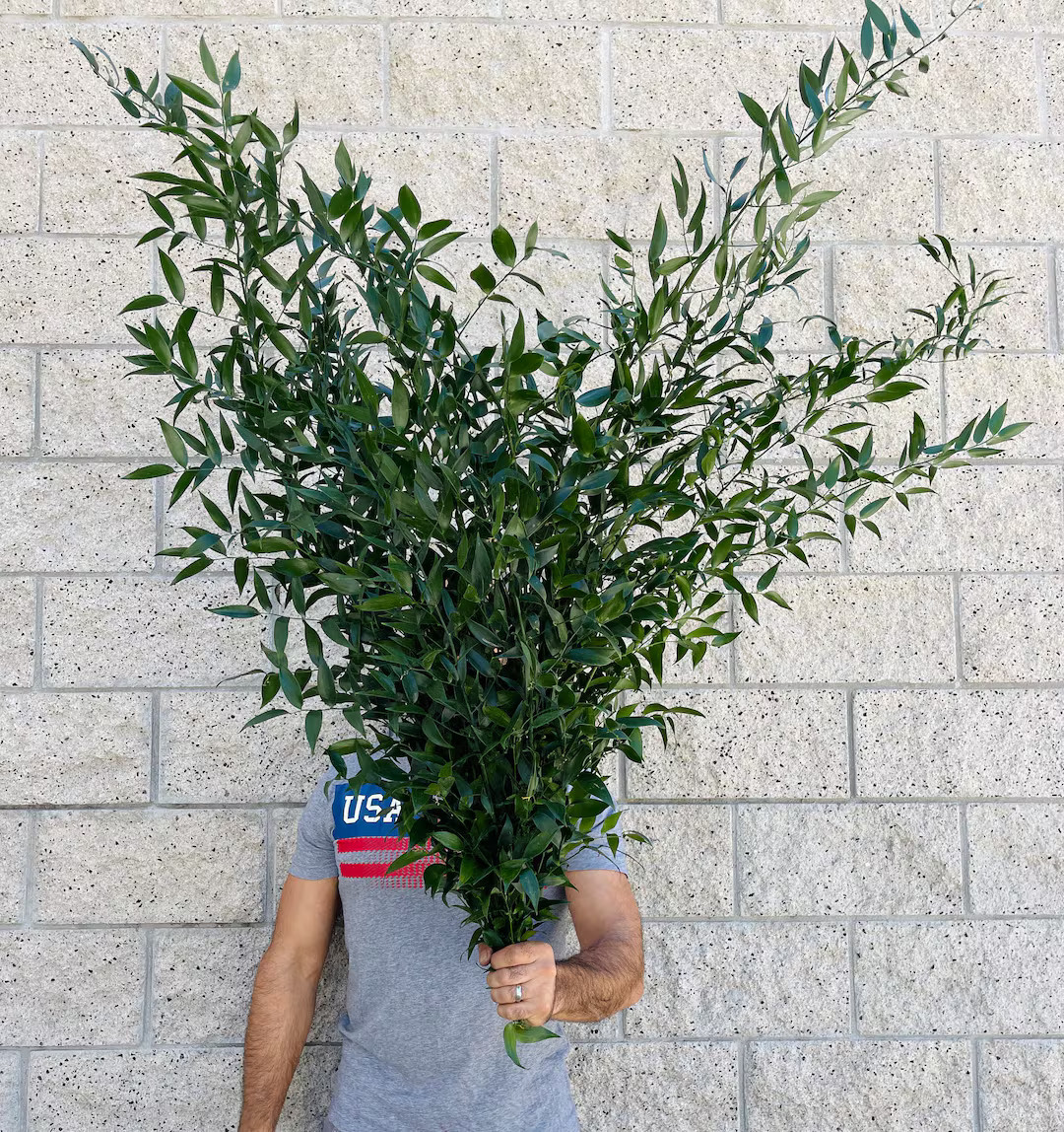 Fresh Italian Ruscus Bundle, Ruscus ACULEATUS , California Flower Growers - Etsy | Etsy (US)