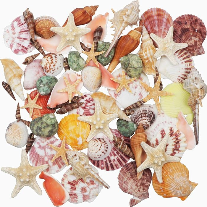 Natural Sea Shells Mixed Beach Seashells 9 Kinds 1.2"-3.5" 2 Kinds Starfish | Amazon (US)